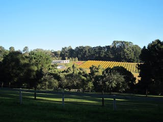 Red Ridge Vineyard