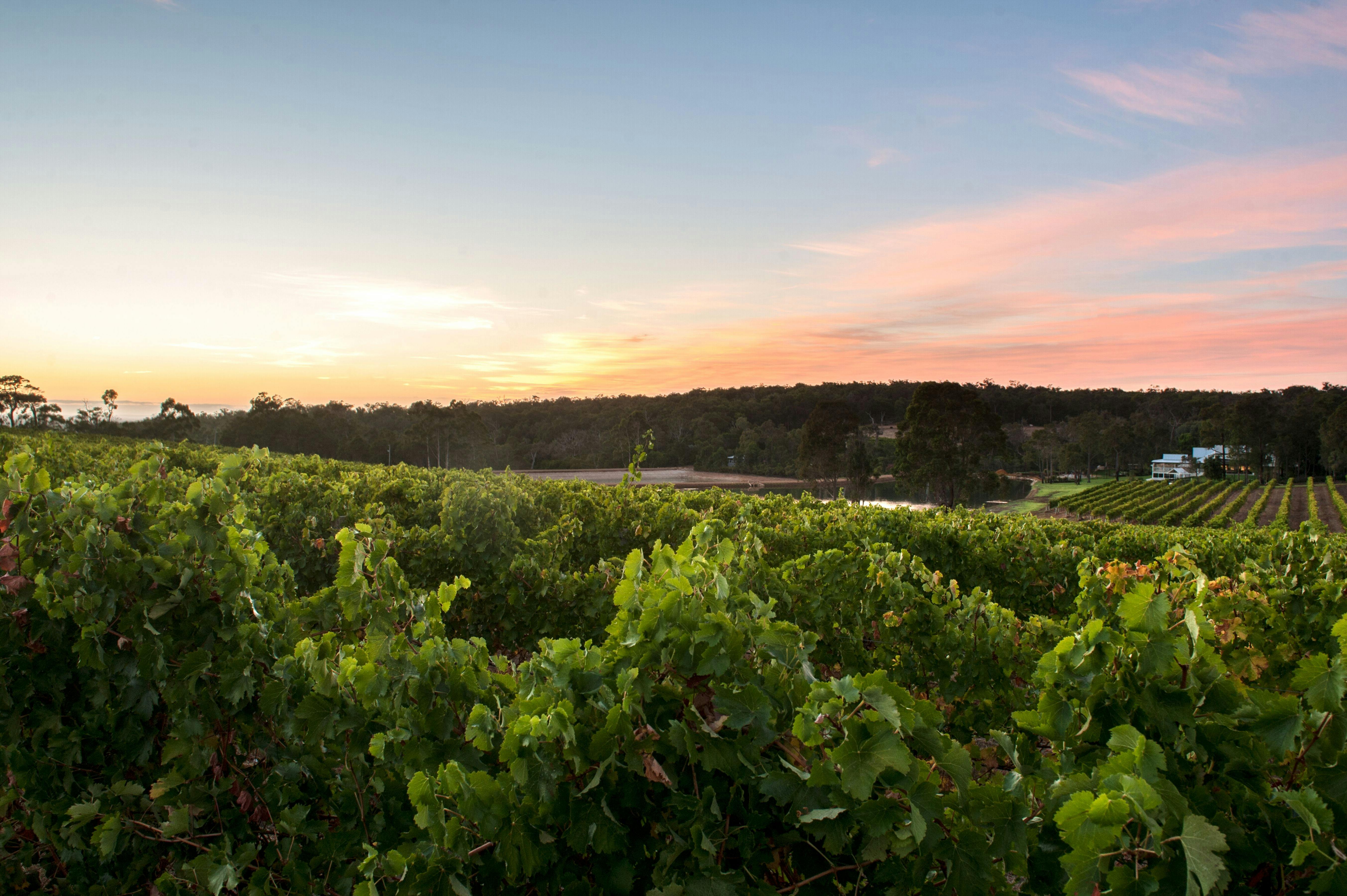 Beautiful vineyard views, with its lush rows of meticulously tended grapevines.