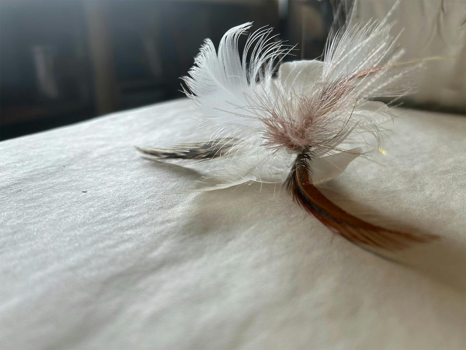 Feathered Dreams