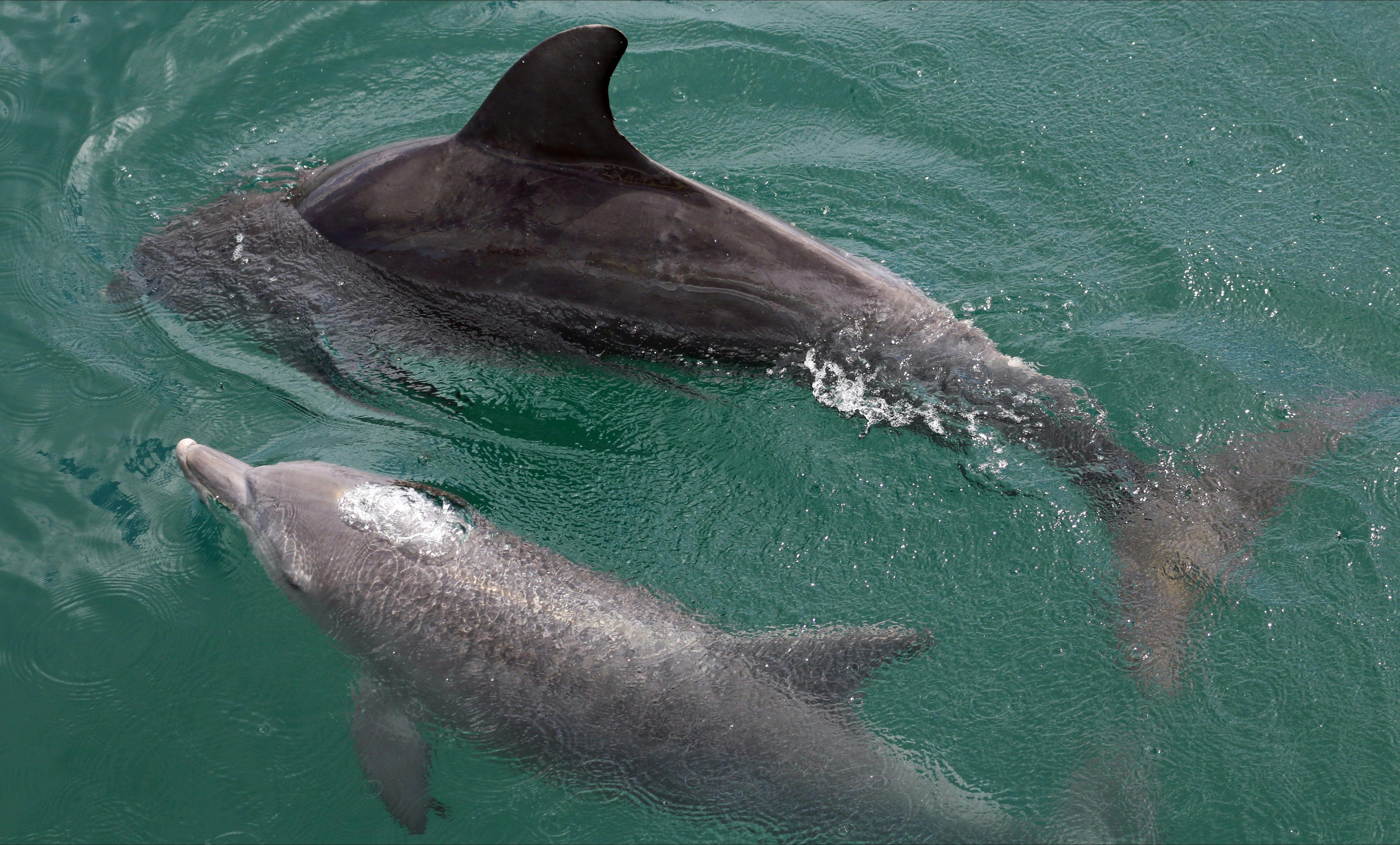 Bottlenose Dolphins Jervis Bay