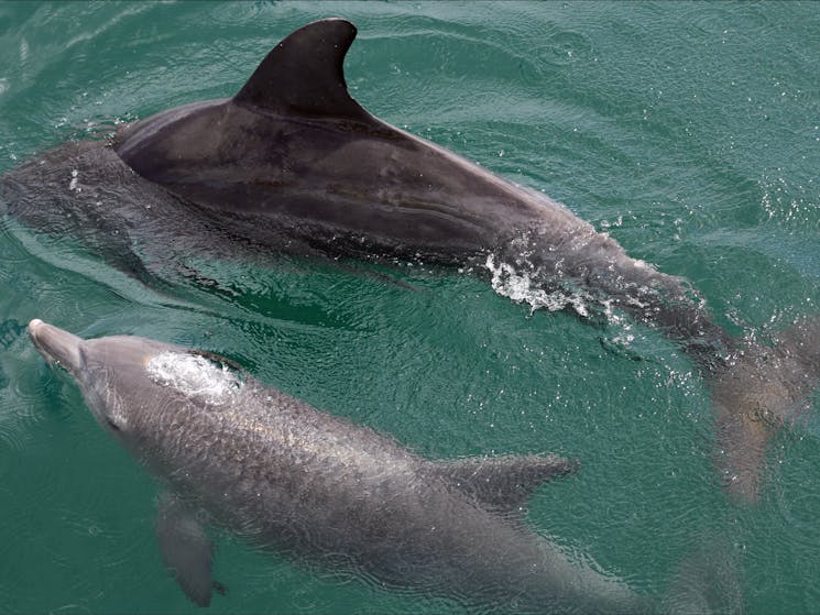 Bottlenose Dolphins Jervis Bay