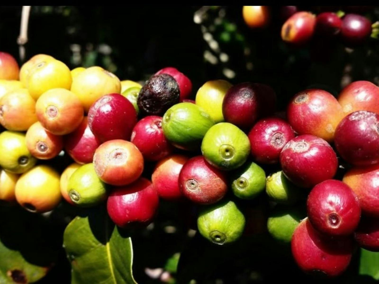 Coffee Berries