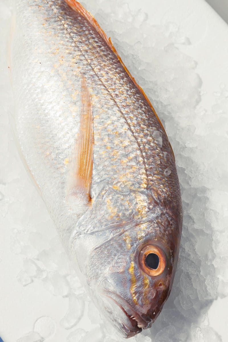 Fresh Goldband Snapper