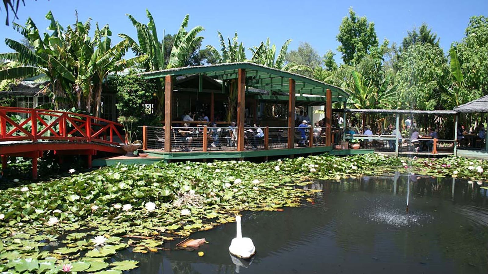 Blue Lotus Water Garden