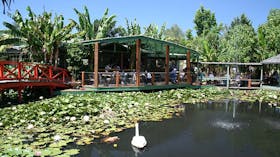 Blue Lotus Water Garden, Peter Cochrane