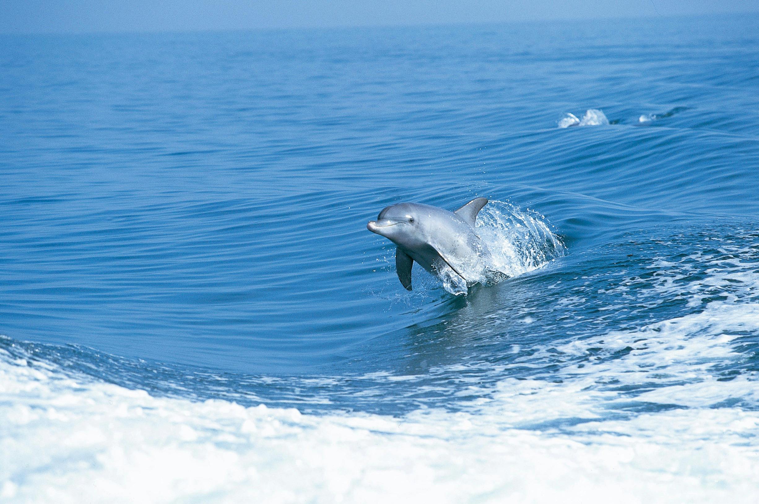 Bottlenose dolphin, off the Rockingham coast, Western Australia