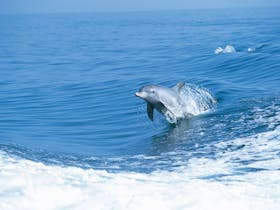 Bottlenose dolphin, off the Rockingham coast, Western Australia