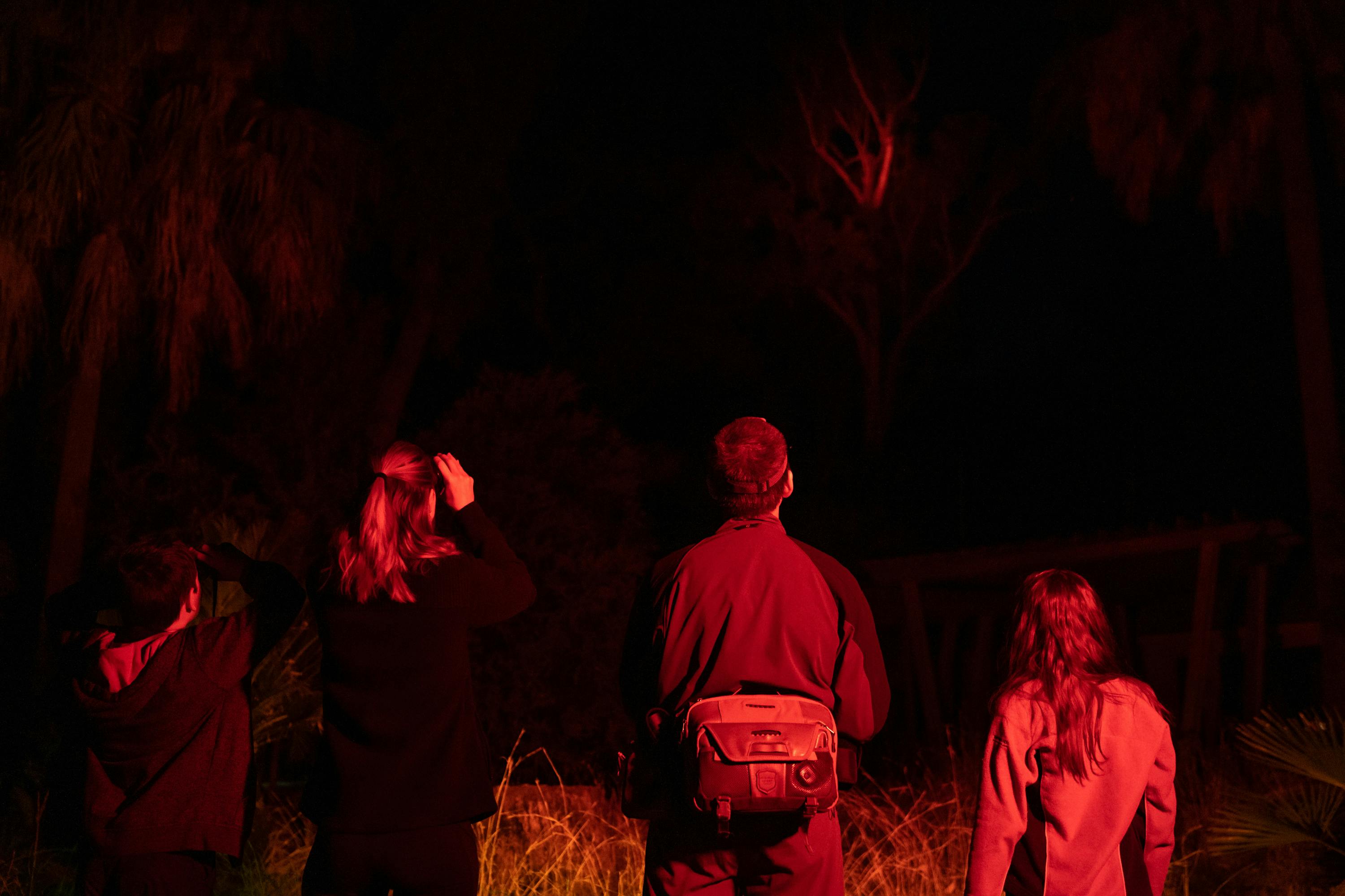 A tour guide illuminates the canopy for his group whilst searching for wildlife at Carnarvon Gorge.