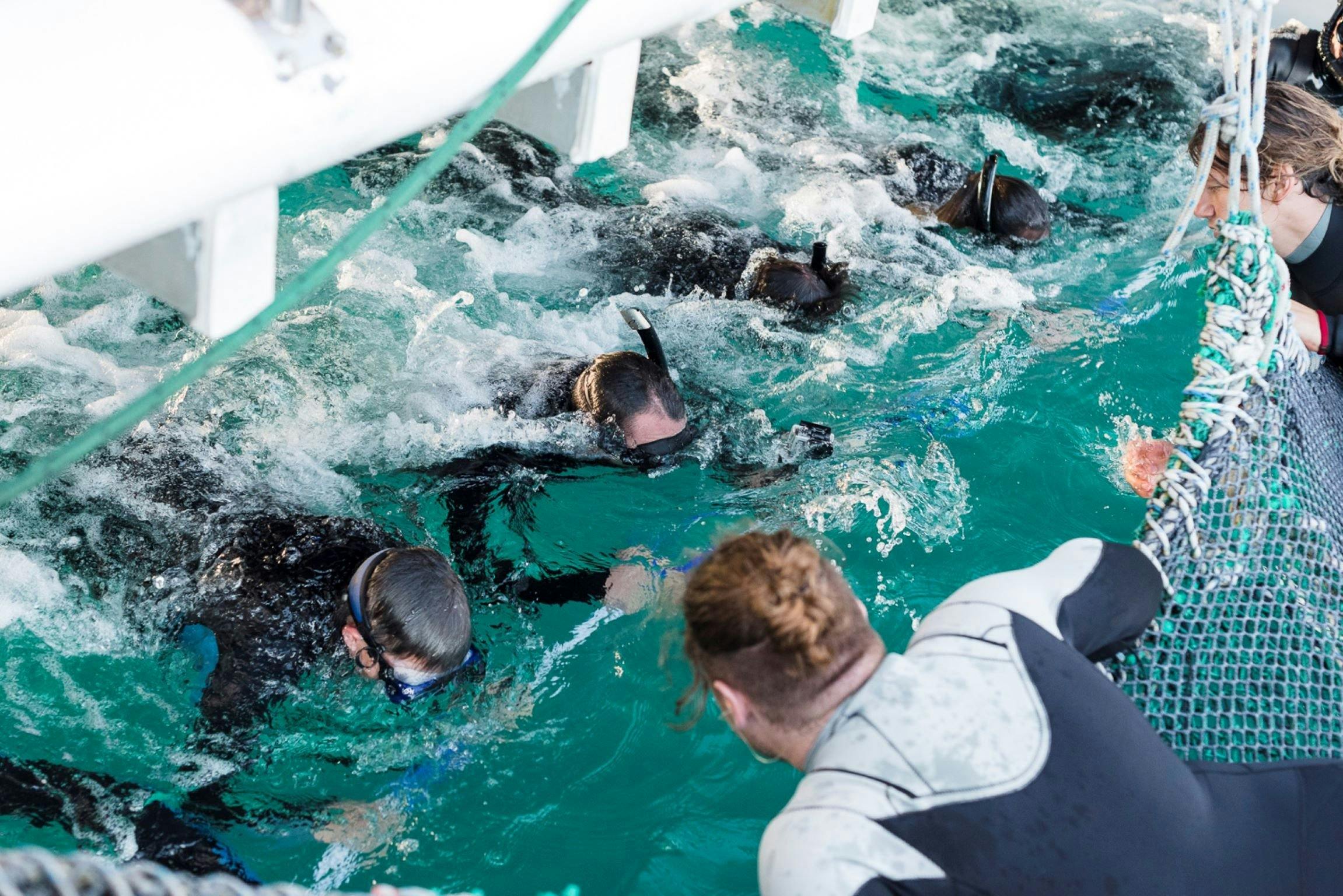 6 'swimmers' at a time, plus a Swim Leader, are attached to a line strung between the bows
