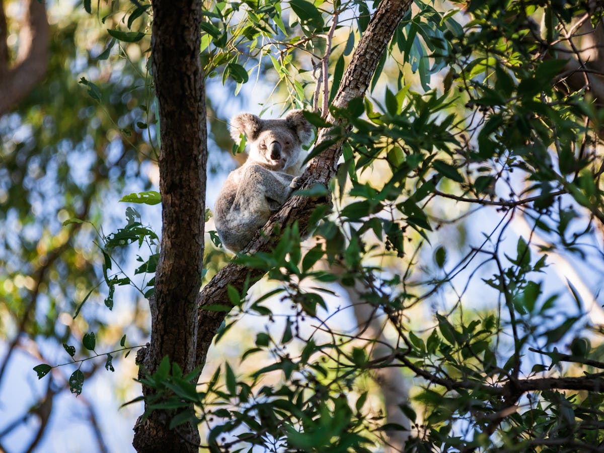 Koala resting in tree at Amity Point, North Stradbroke Island, Minjerribah