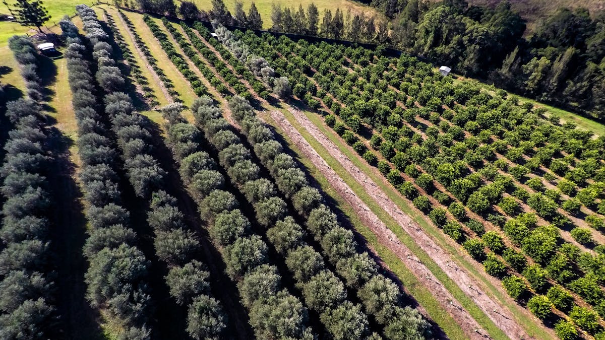 Watercress Creek Olives and Limes