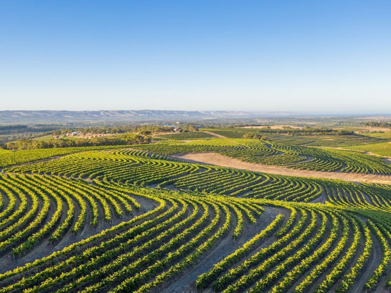 Image for Leconfield Wines McLaren Vale Marathon