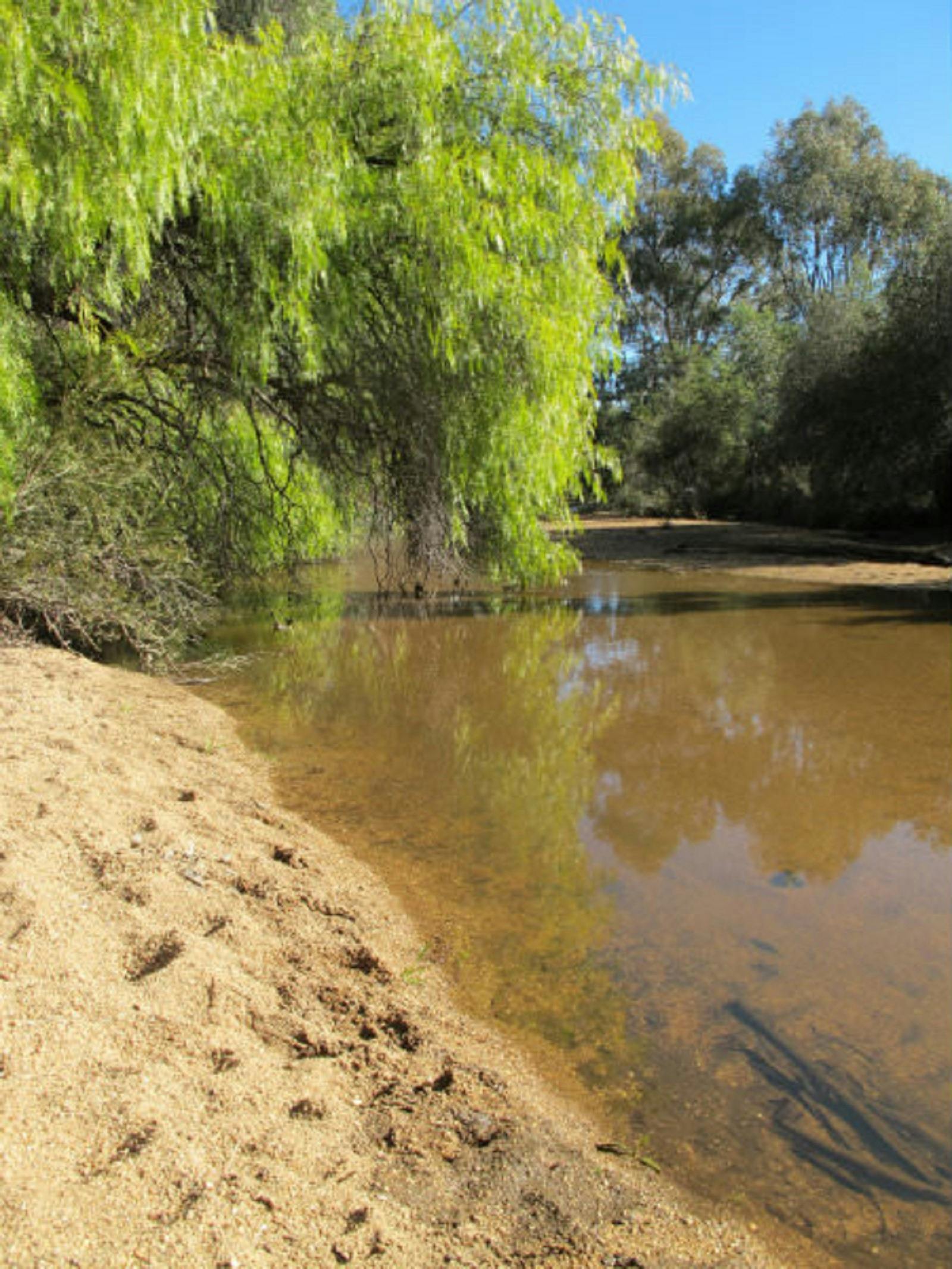 The Gumboot Walk Eldorado