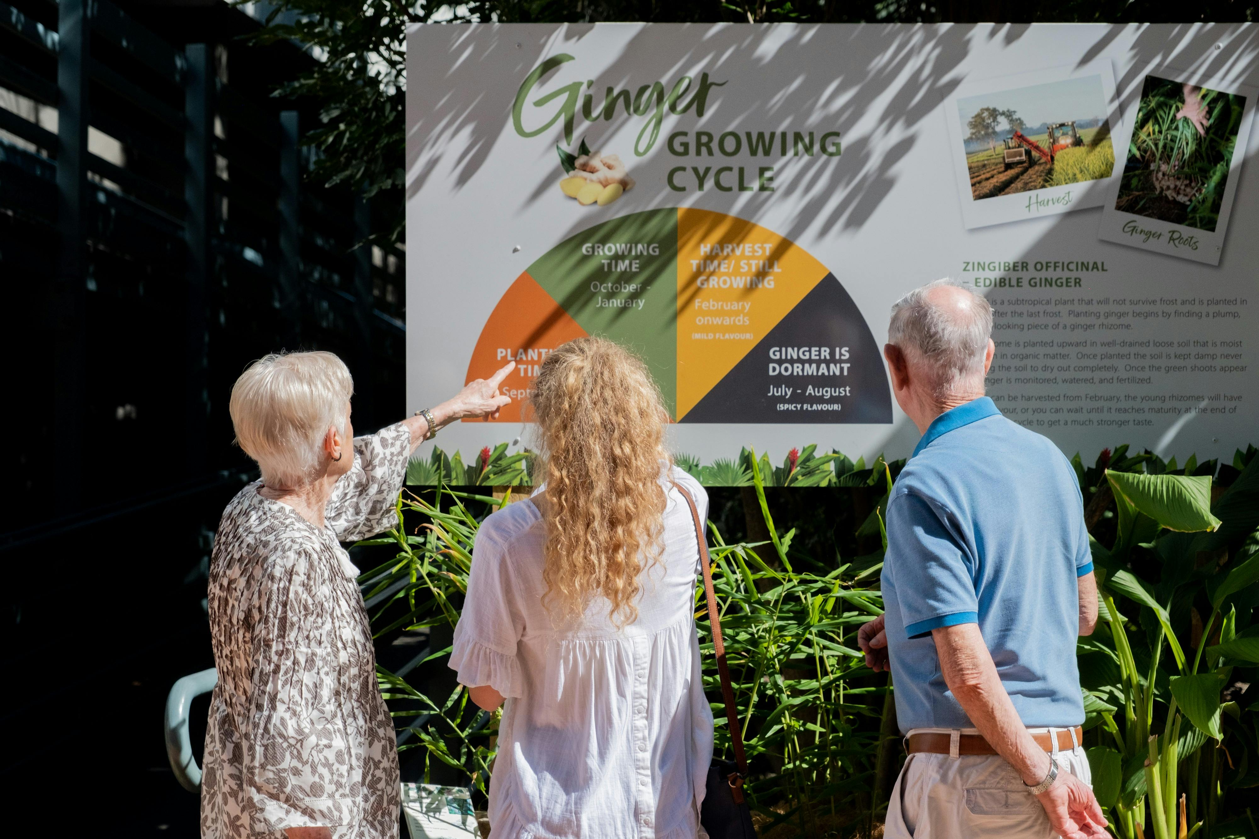 Ginger Factory and Processing Tour
