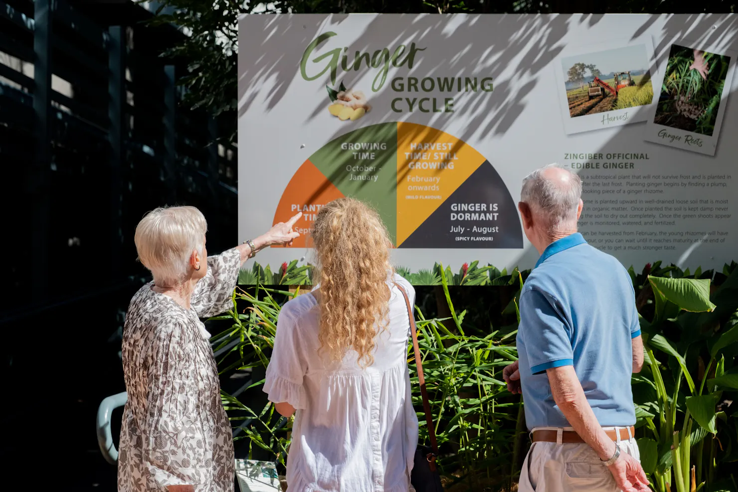 Three people exploring the growing cycle of ginger