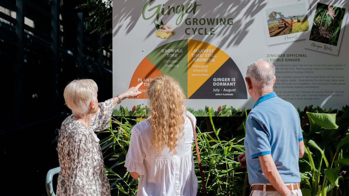 Three people exploring the growing cycle of ginger