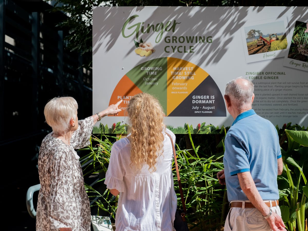 Three people exploring the growing cycle of ginger