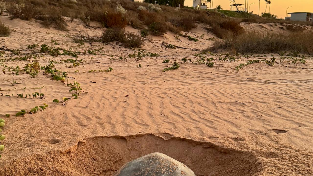 Flatback Turtle Nesting and Hatching Port Hedland