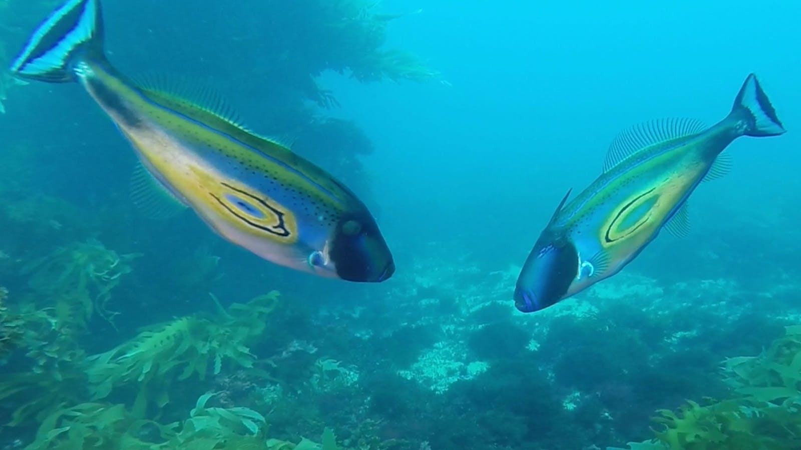 Bay City Scuba