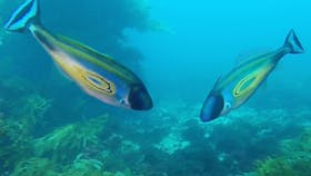 Dive in Victoria, Learn to dive, DiveRAID, Dive Victoria, Queenscliff Diving, Diving