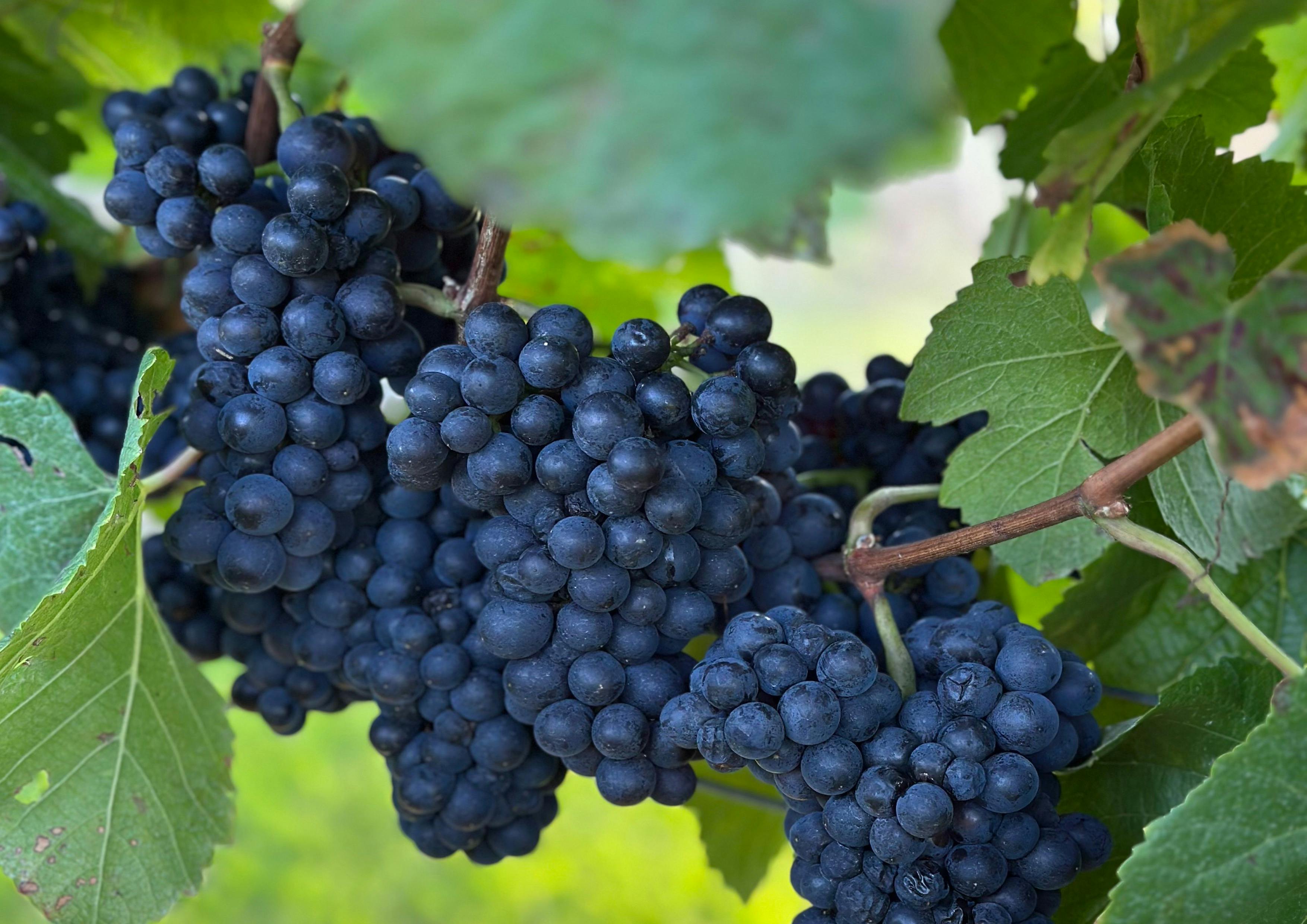 sondara grapes ready for picking