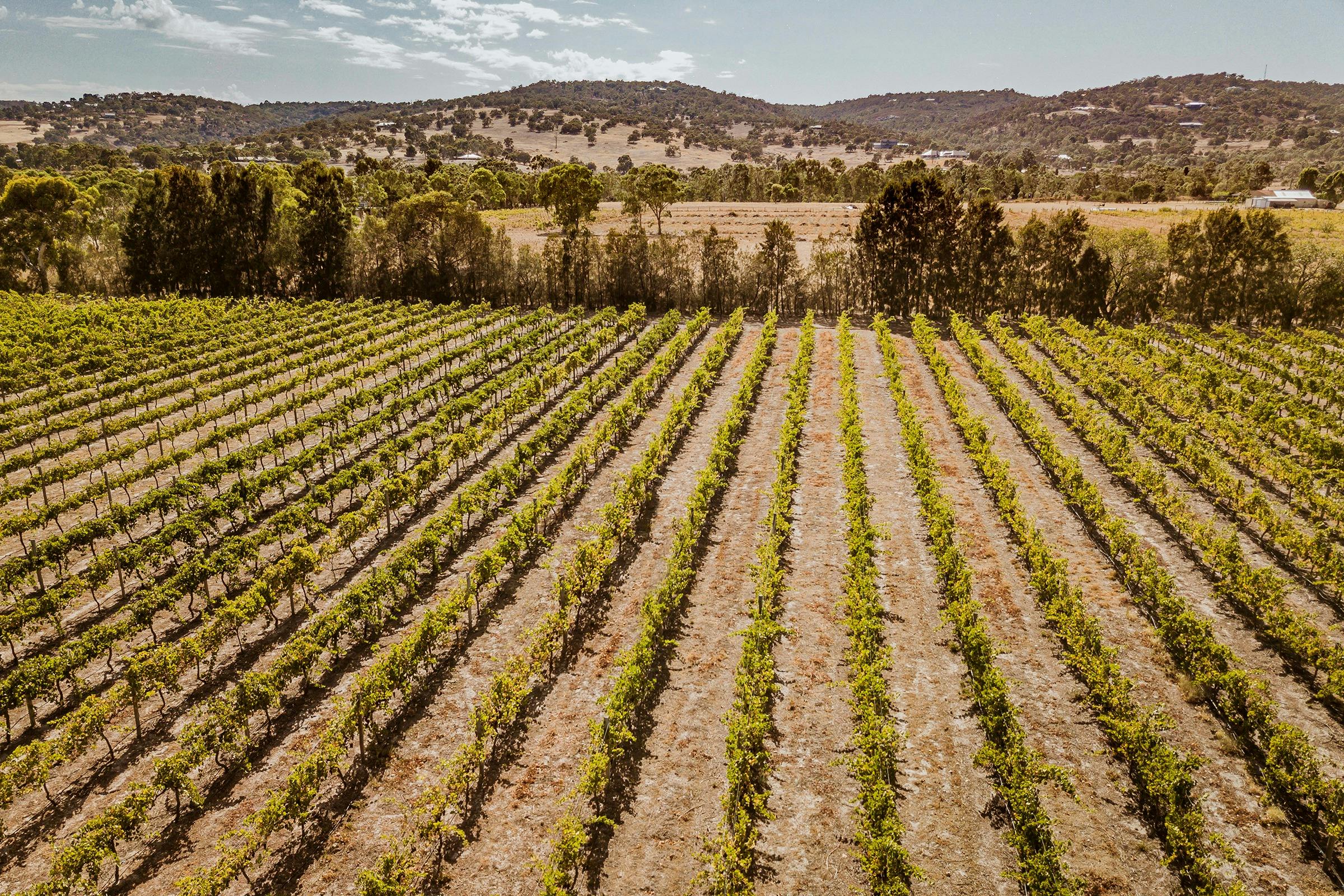 Swan Valley tour vineyard views