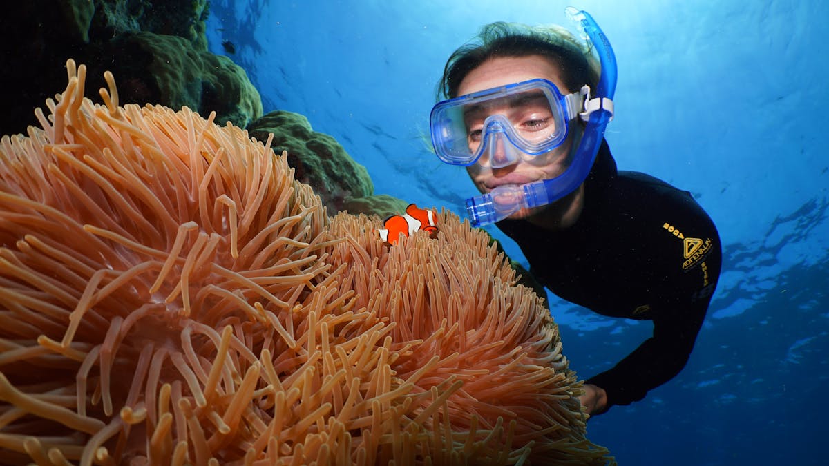 Snorkeller and clownfish