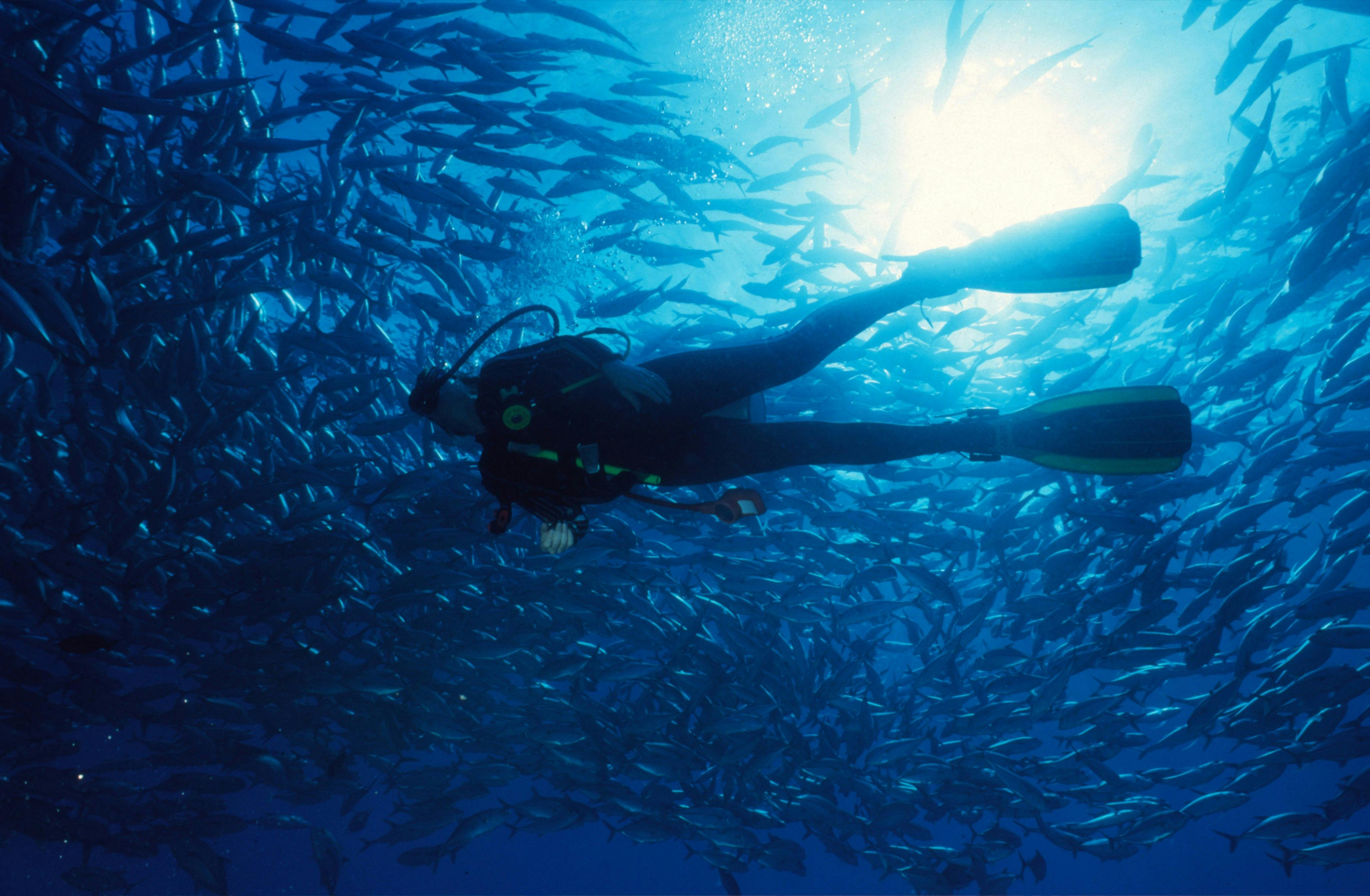 Yongala Wreck - Adrenalin Dive