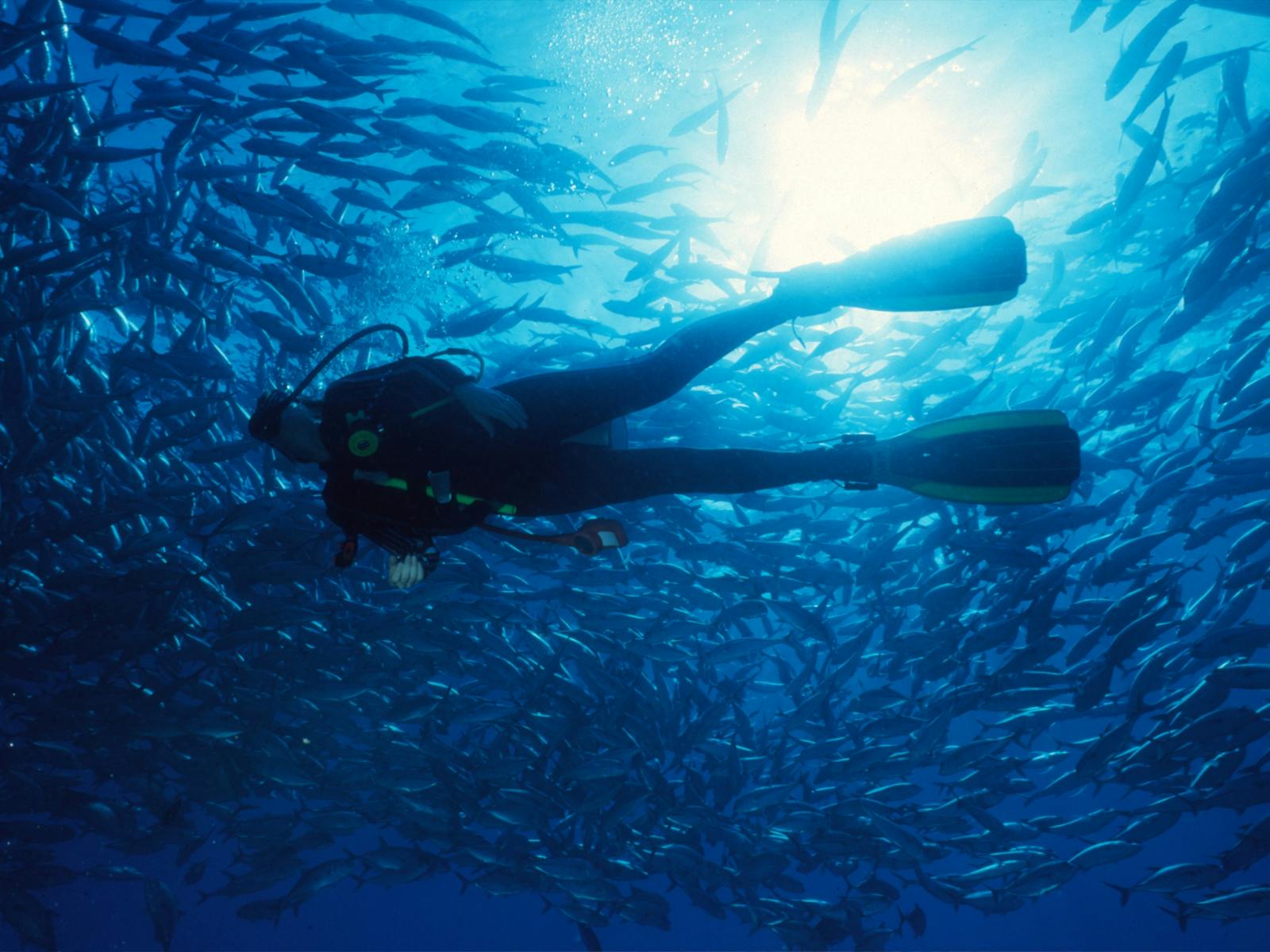 Yongala Wreck - Adrenalin Dive