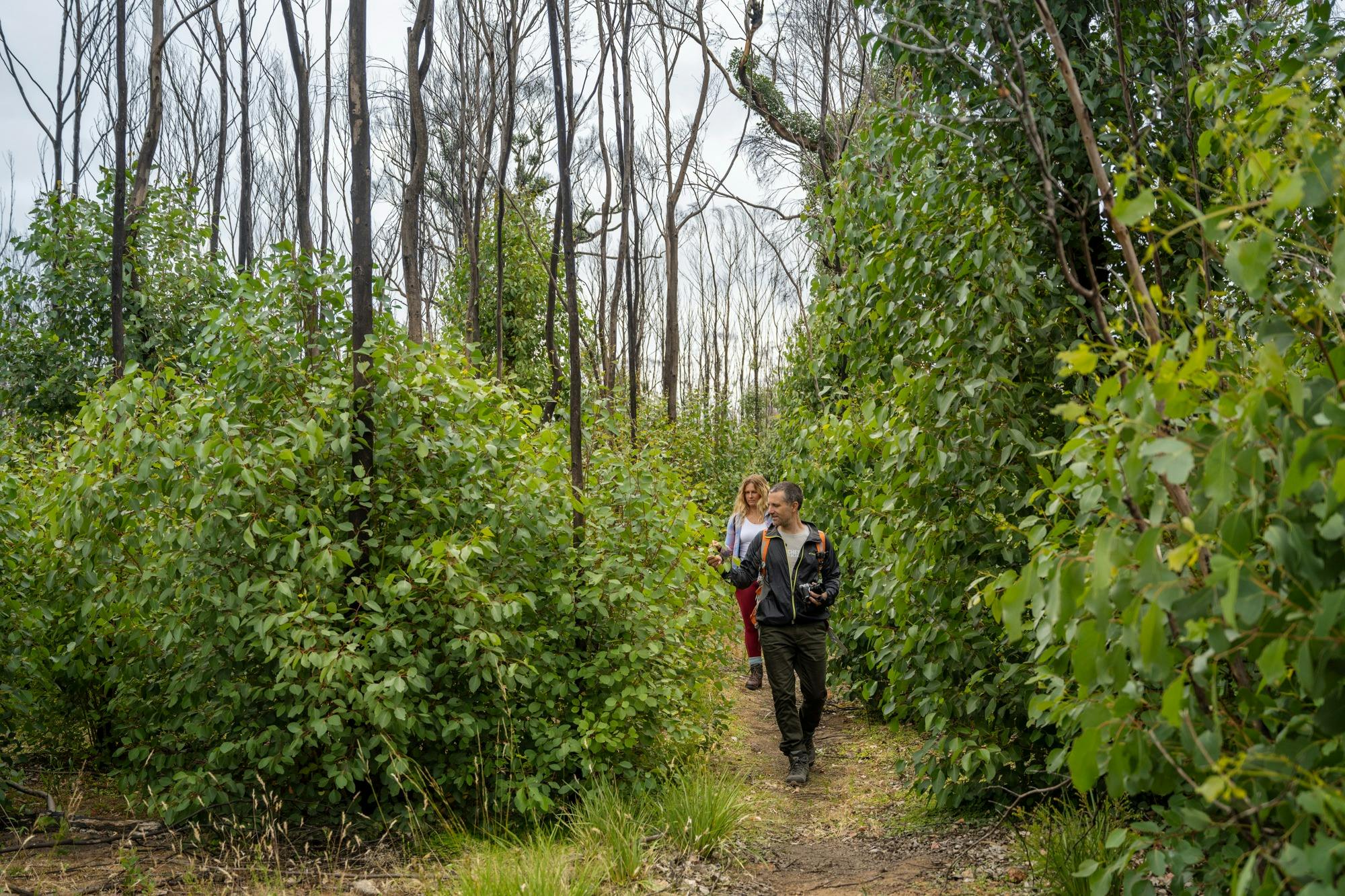 A couple walks through bush on the Views of the coastline from the Kangaroo Island Wilderness Trail