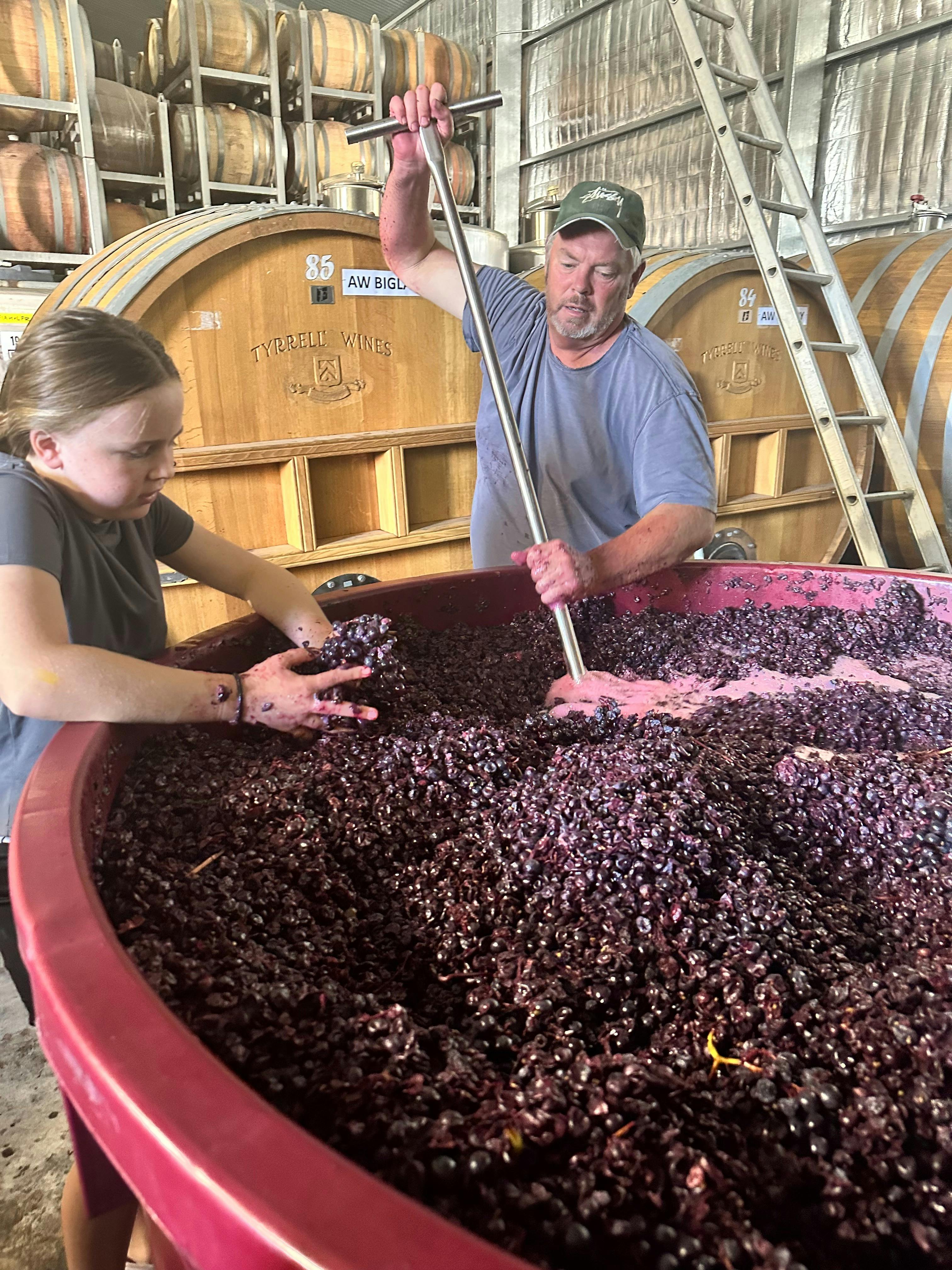 Plunging bush vine grenache