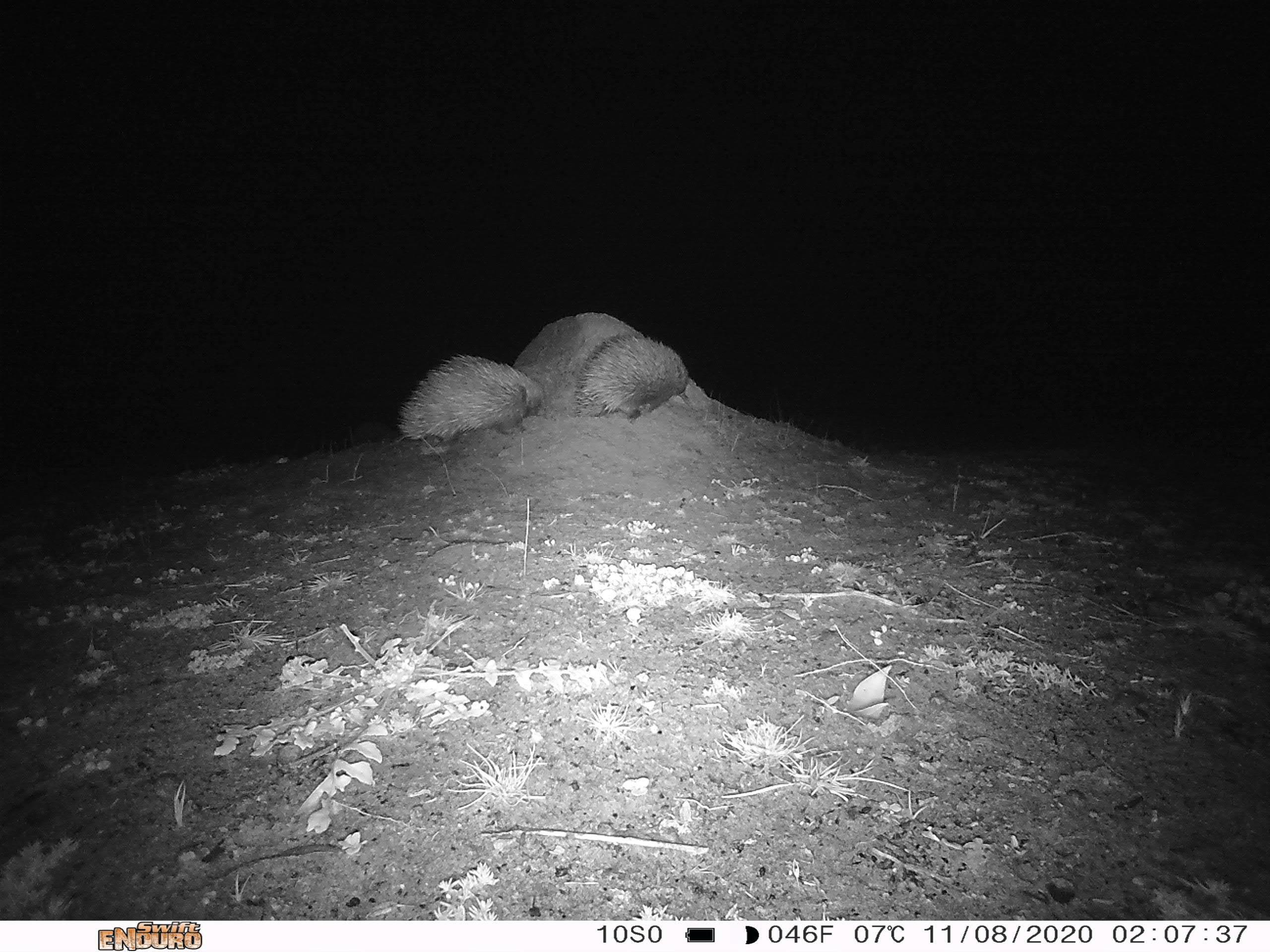 Echidnas are active at night