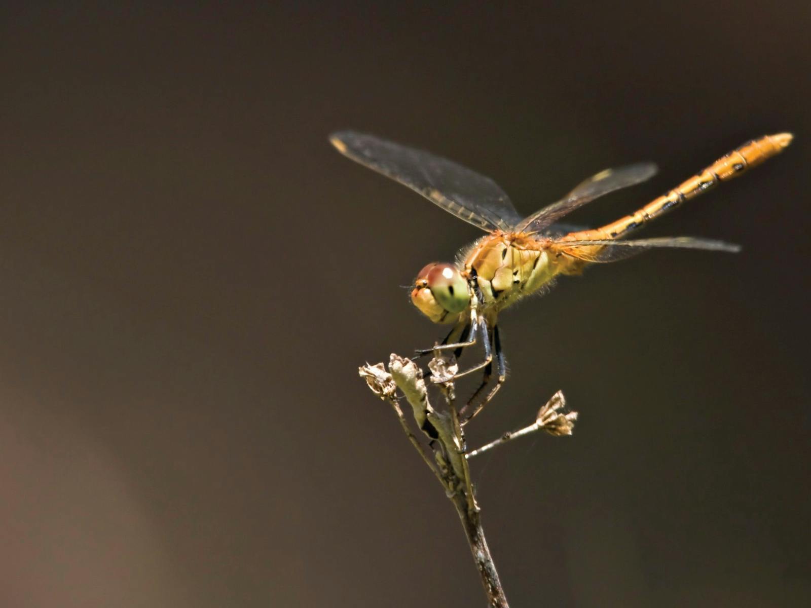 Image for Dragonfly Discovery