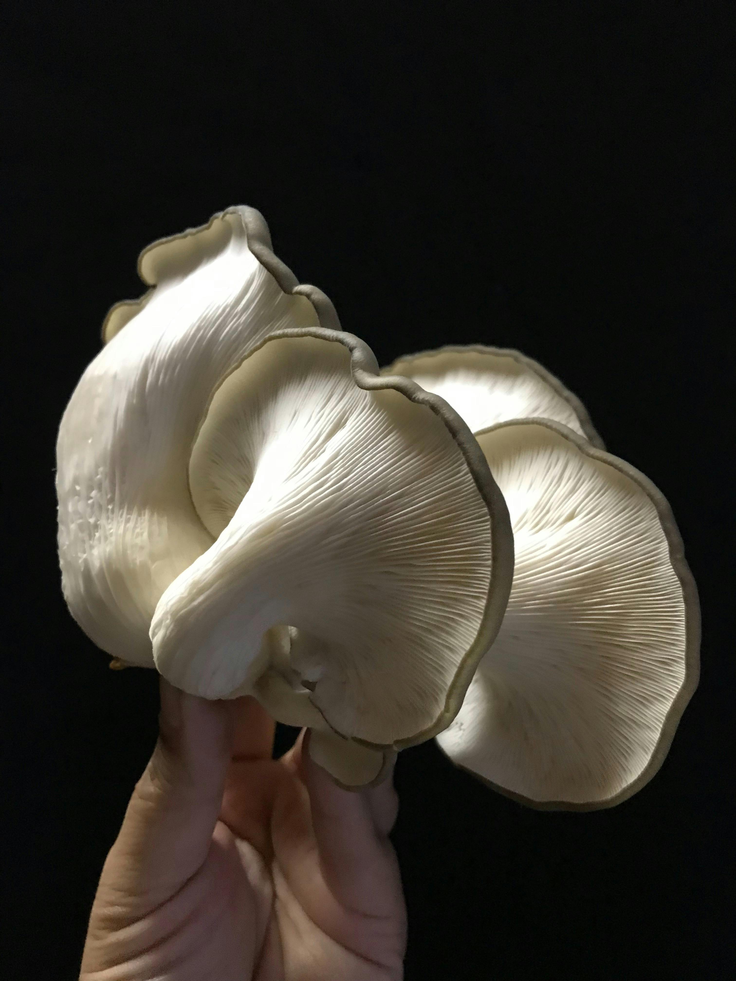 How to grow mushrooms at home as part of your Kitchen Garden practice