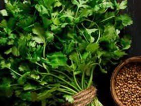 A lovely bunch of coriander wrapped with a string around it to hold it firm.