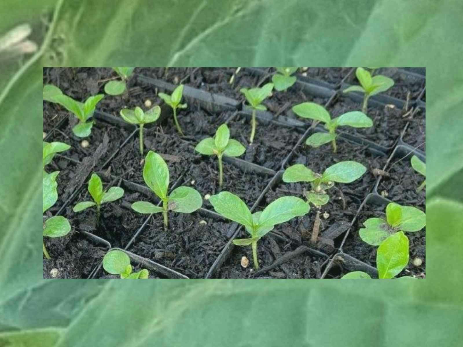 Plant Propagation Workshop at Southern Highlands Botanic Gardens