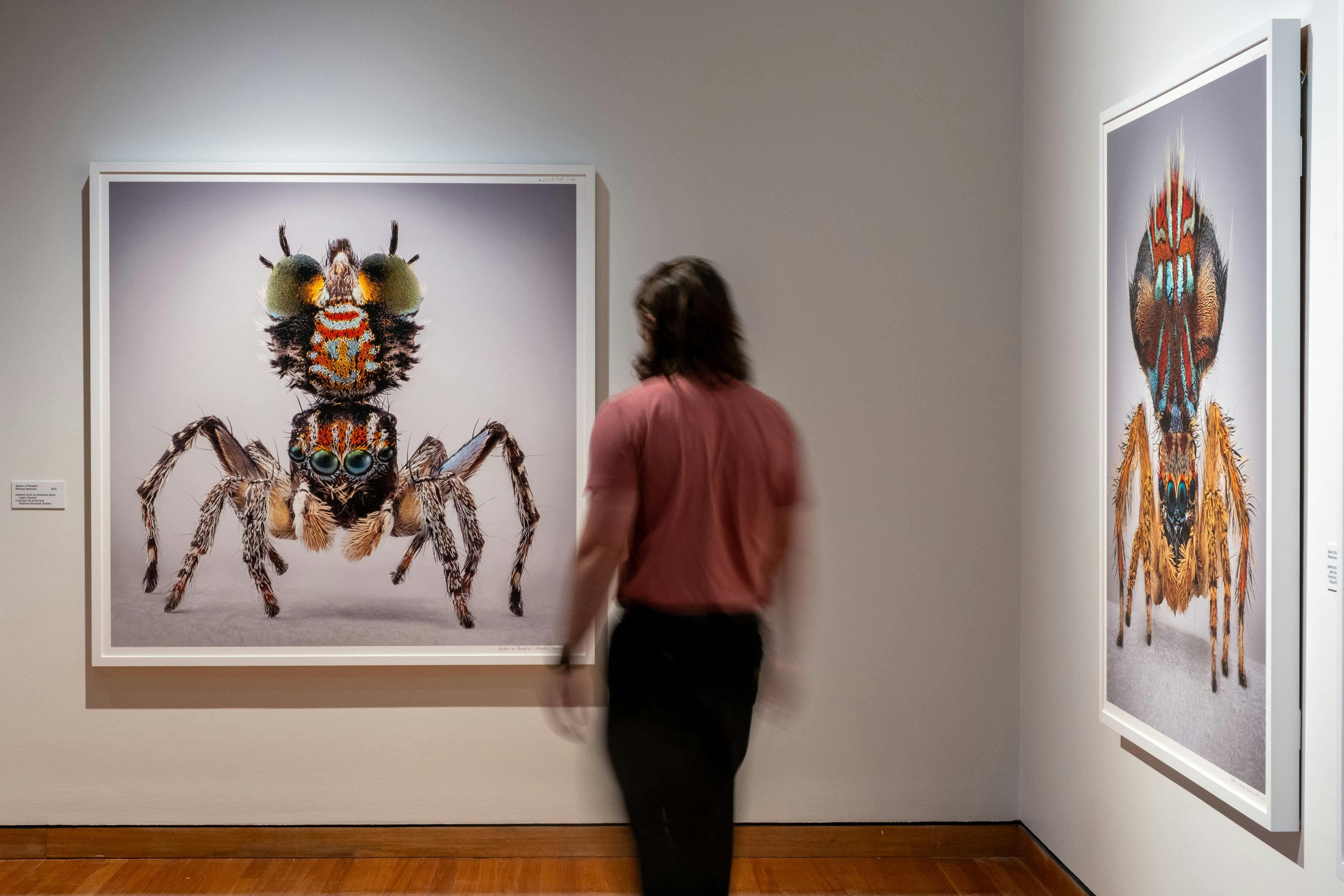 Maria Fernanda Cardoso: Spiders of Paradise