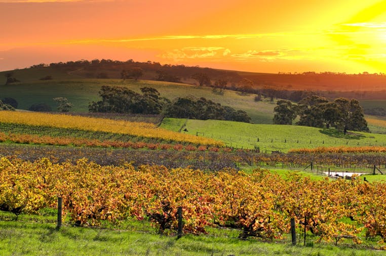 Barossa Valley Experience