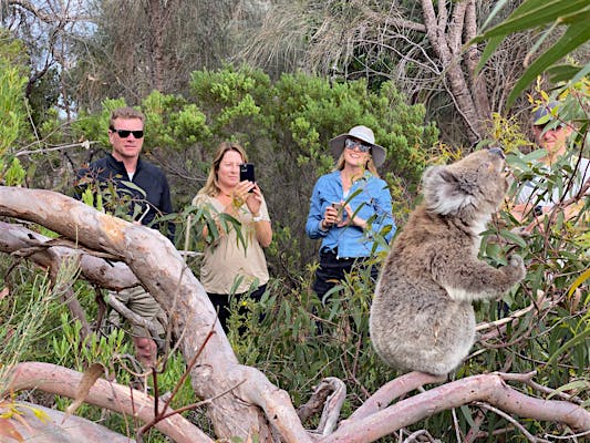 Australian Coastal Safaris - Port Lincoln, Tour | South Australia