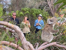 koalas in the wild