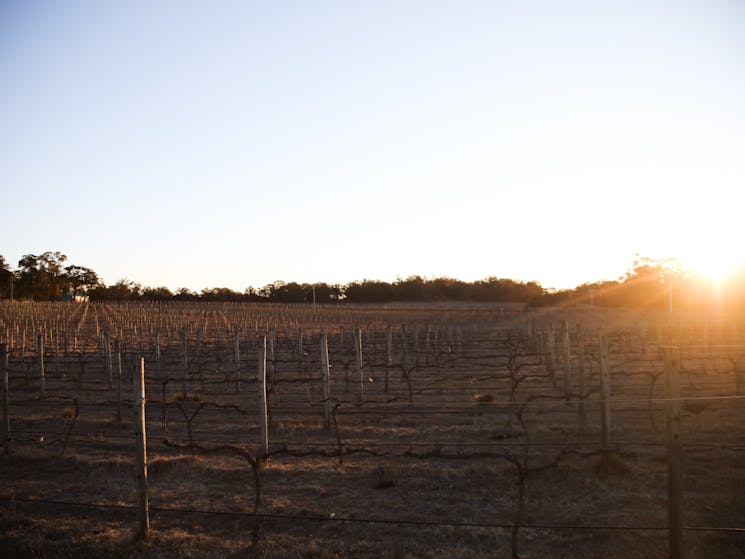 Vineyard sunset