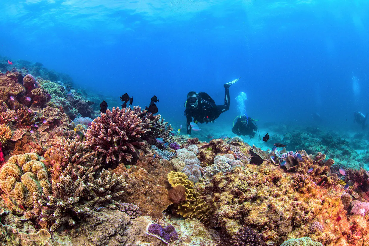 Flinders Reef Scuba Diving