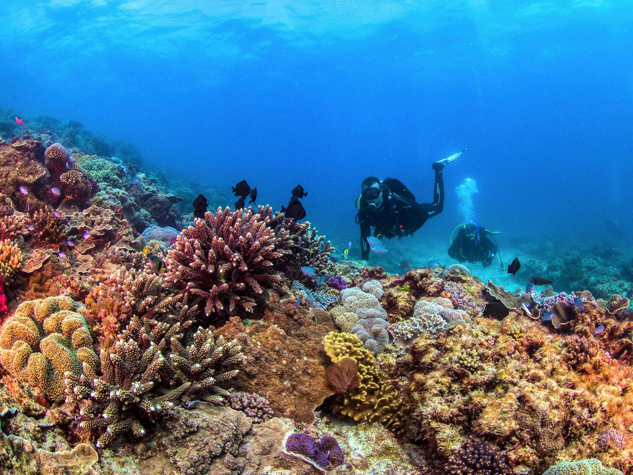 Divers exploring the coral at Flinders Reef Divers exploring the coral at Flinders Reef