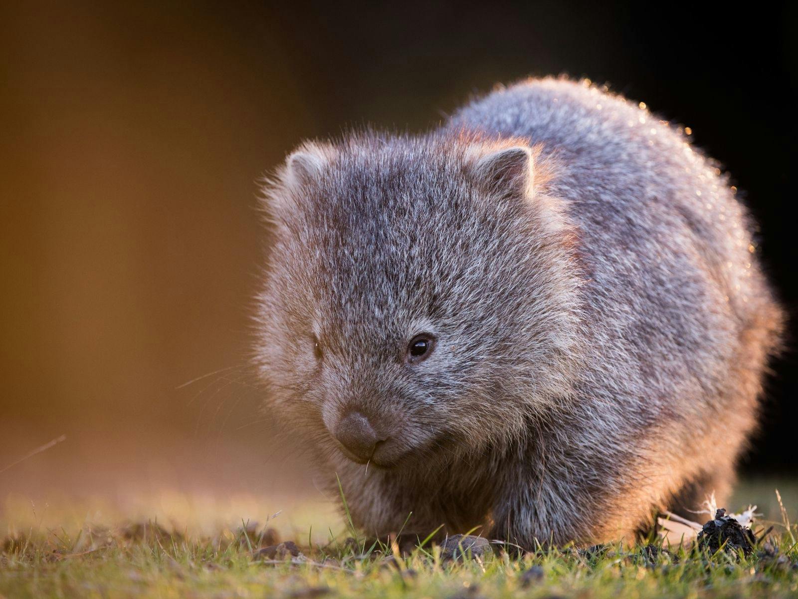 Wombat, Maria Island