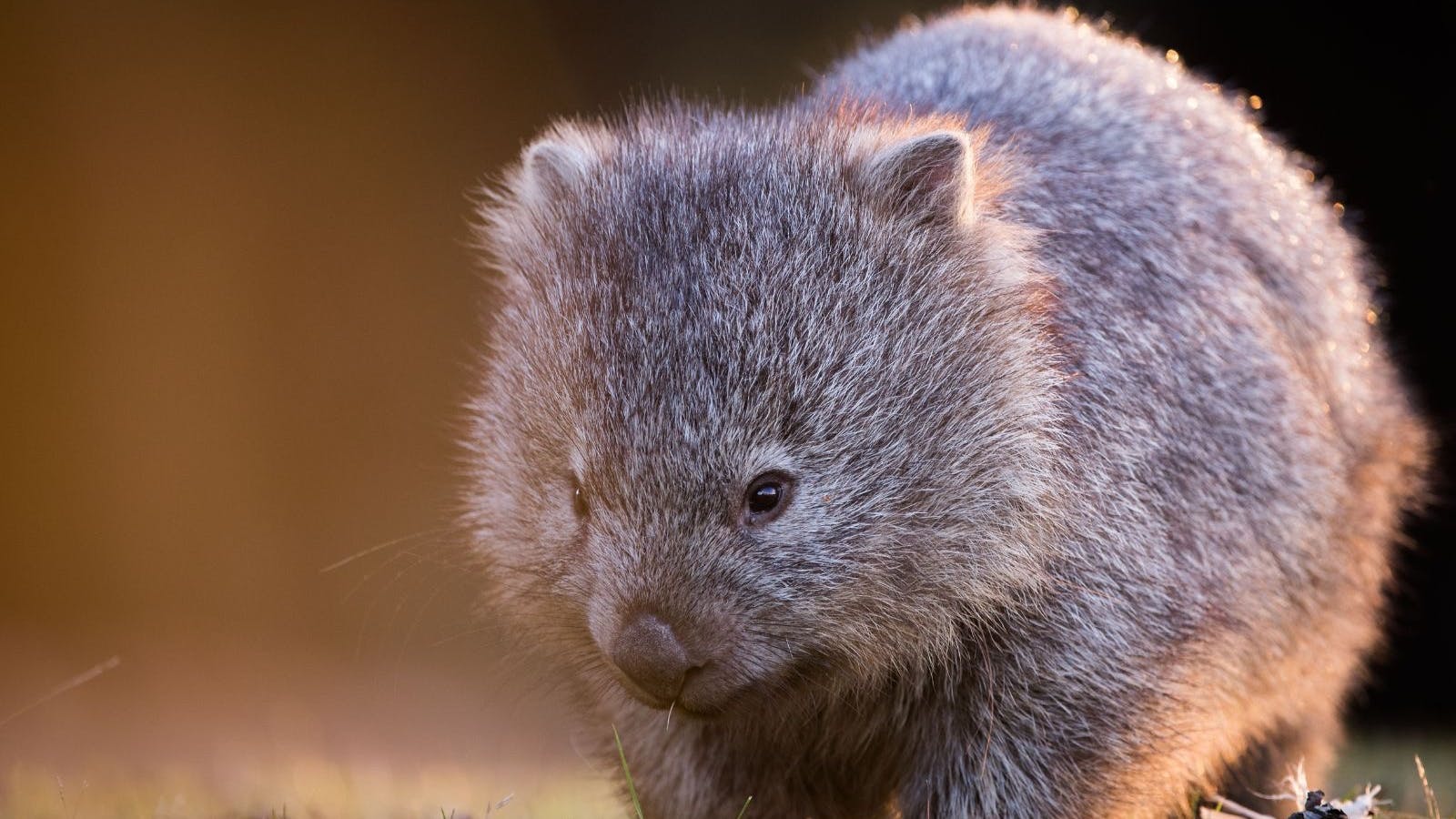 Wombat, Maria Island