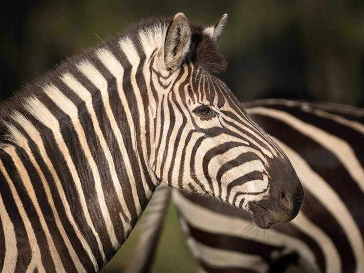 Zebras