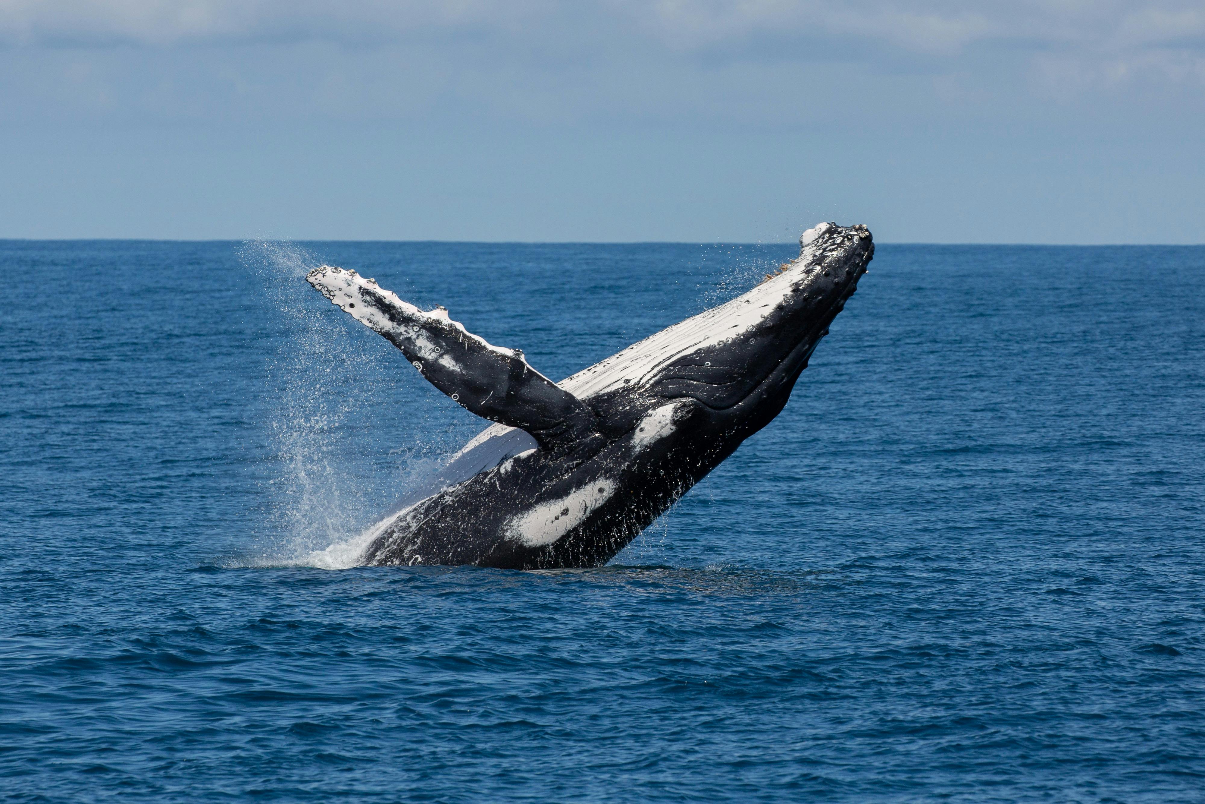 Humpback Whale Breaching