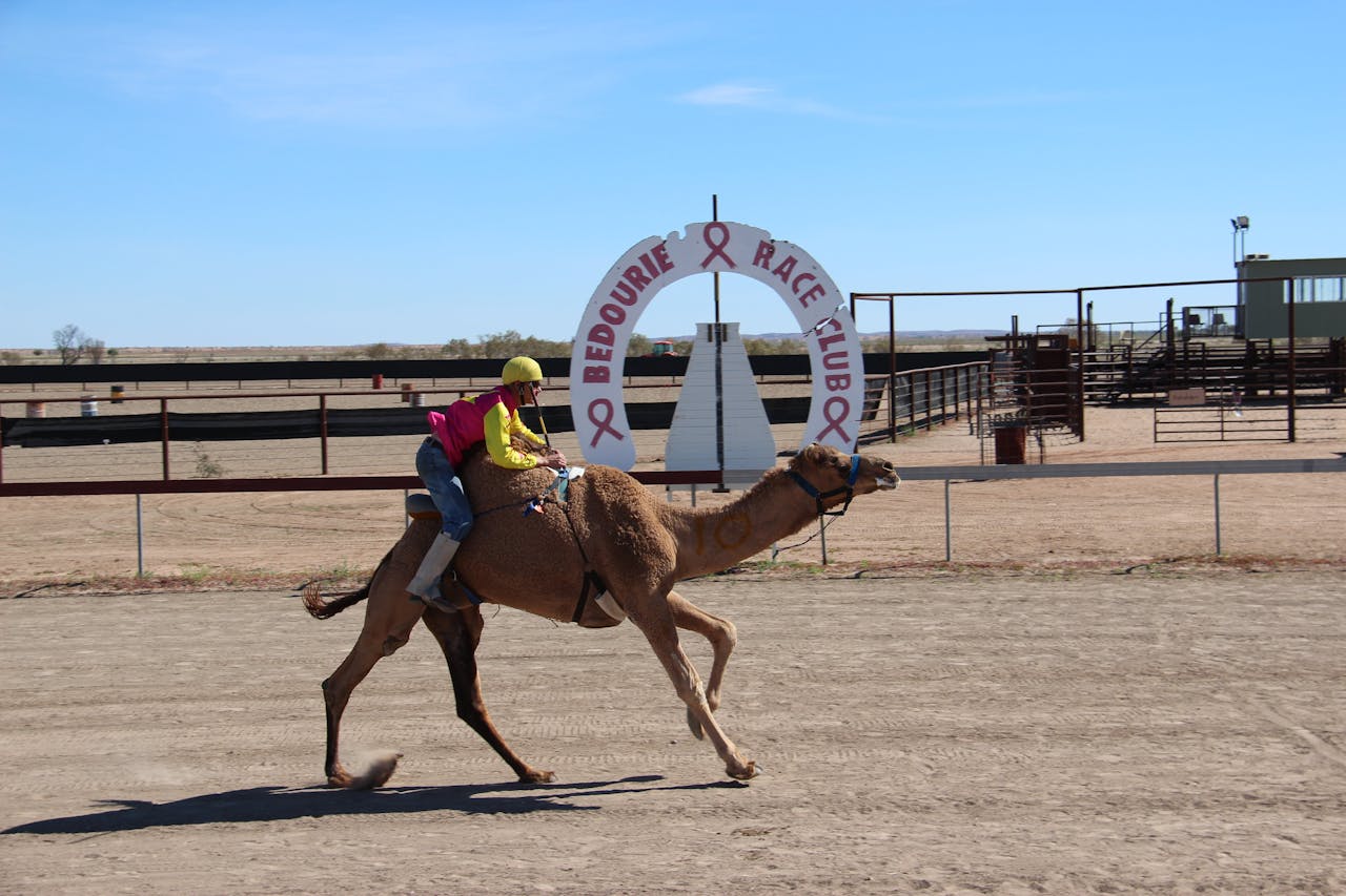 Bedourie Camel and Pig Races and Camp oven Cook-off ...