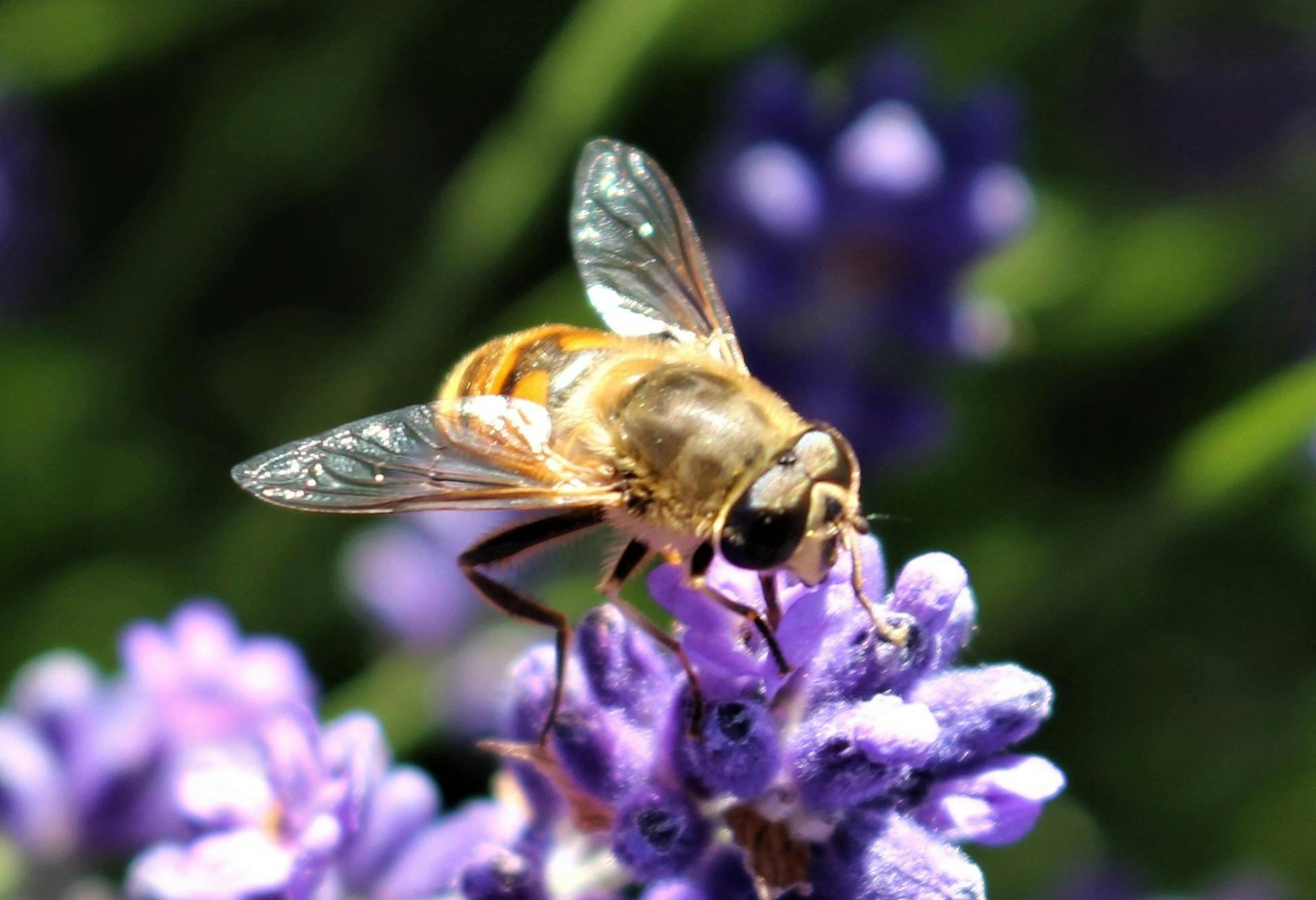 Lavender house perfumery bee wearing sunglasses on lavender flower