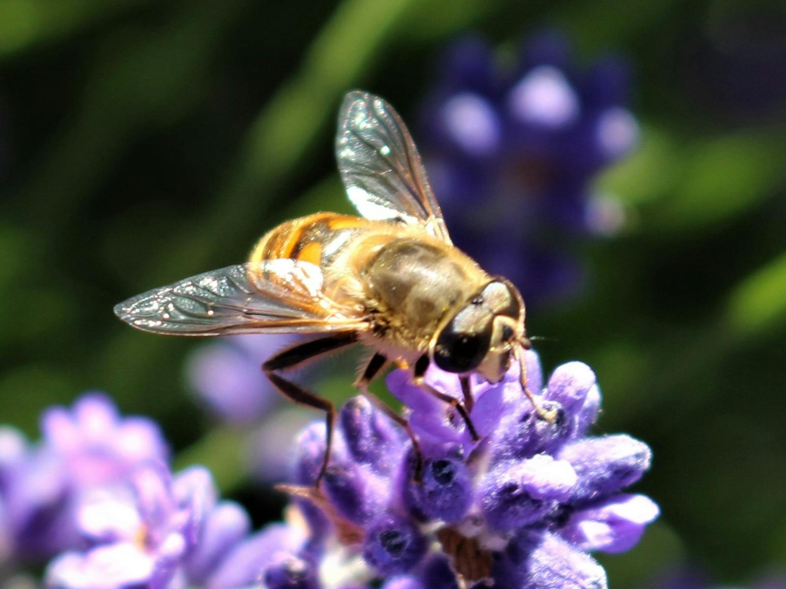 Lavender house perfumery bee wearing sunglasses on lavender flower